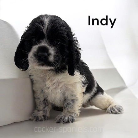 puppy, for, sale, Cocker Spaniel, Joe & Cherri  Overlease, dog, breeder, Miller, MO, dog-breeder, puppy-for-sale, forsale, nearby, find, puppyfind, locator, puppylocator, aca